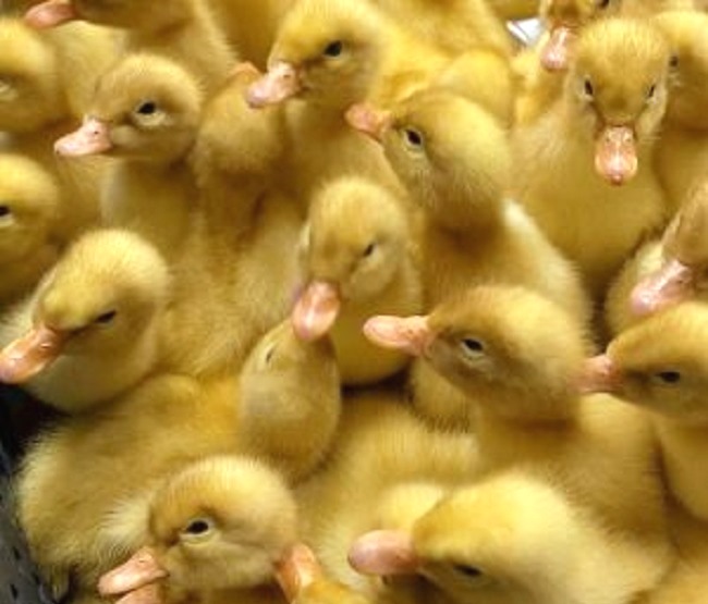 В аэропорту «Храброво» встретили необычных пассажиров – 800 суточных утят