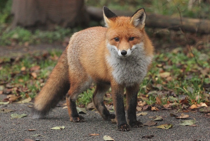 В национальном парке «Куршская коса» пересчитали диких животных