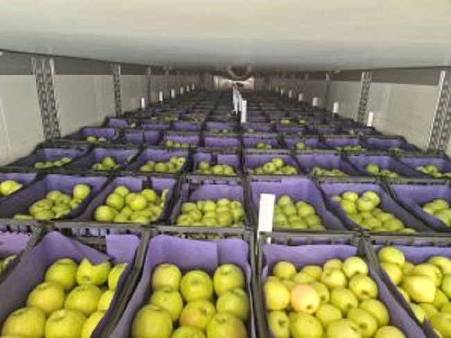 В Калининградскую область ввезено свыше 4 тыс. тонн плодоовощной продукции из Сербии