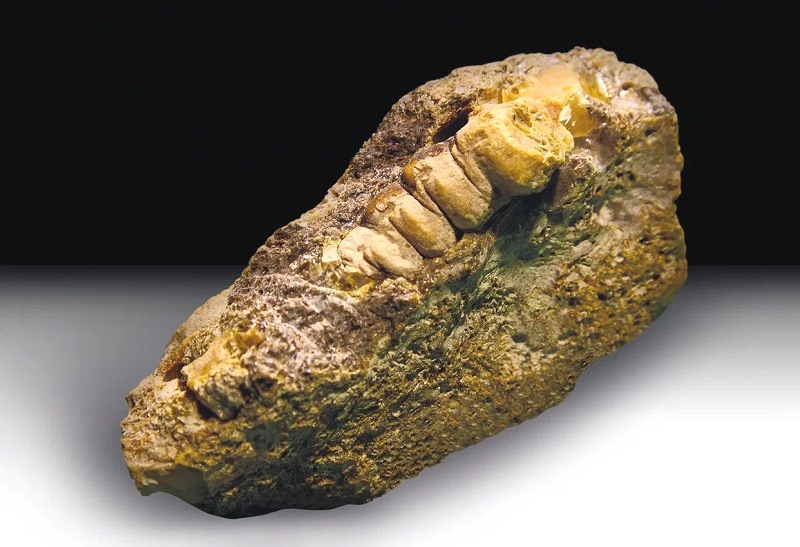 На Янтарном комбинате Ростеха найден самоцвет в форме древнего насекомого