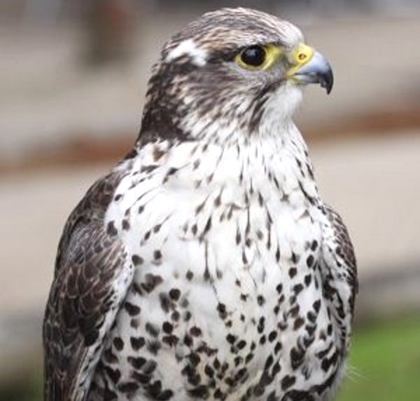 Самка сокола-балобана улетела из Калининграда в Ленинградскую область