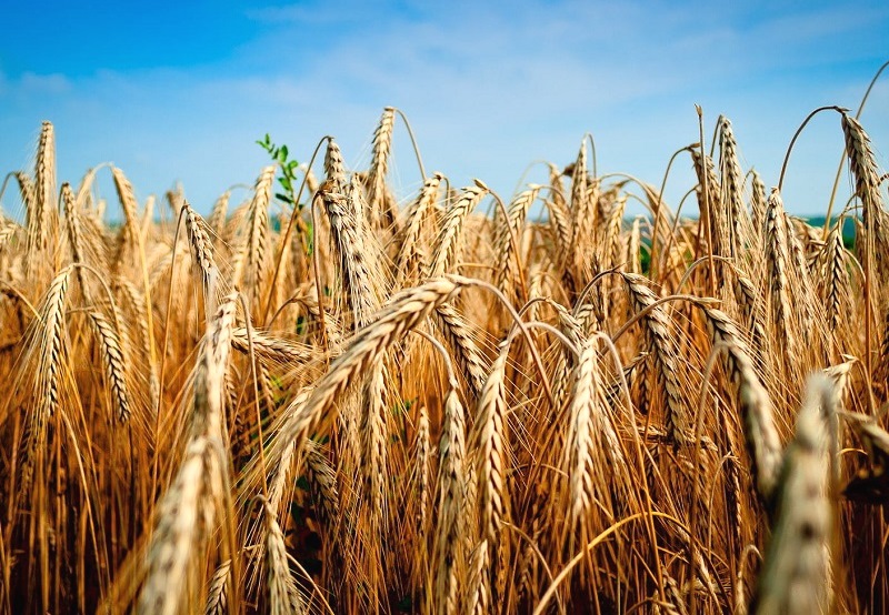 Калининградские фермеры в 2026 году смогут вывезти беспошлинно 150 тыс. тонн пшеницы 
